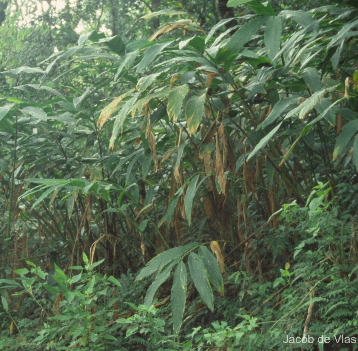 Elettaria cardamomum (L.) Maton